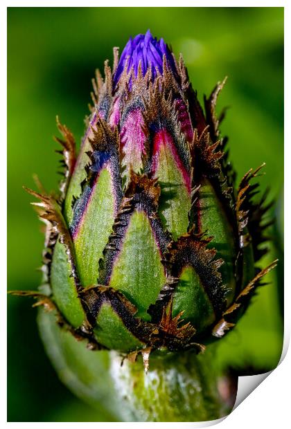 Cornflower in Bud Print by Oxon Images