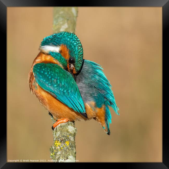 Common Kingfisher Framed Print by Brett Pearson