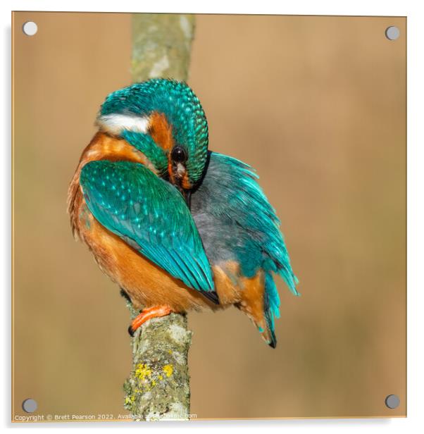 Common Kingfisher Acrylic by Brett Pearson