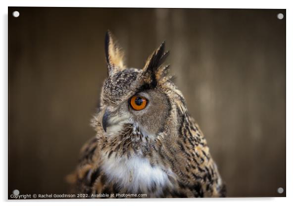 Tawny owl  Acrylic by Rachel Goodinson