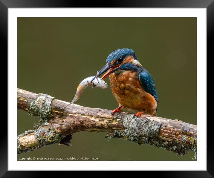 Common Kingfisher Framed Mounted Print by Brett Pearson