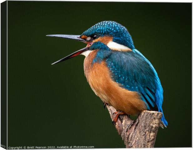 Common Kingfisher Canvas Print by Brett Pearson