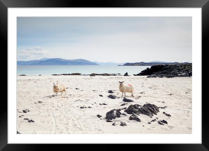 Sheep on the Beach Framed Mounted Print by Heidi Stewart
