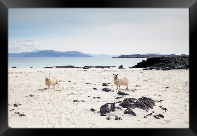Sheep on the Beach Framed Print by Heidi Stewart