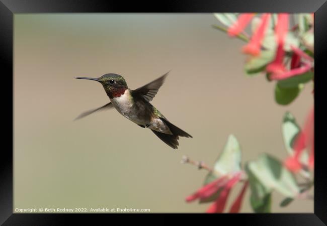 Ruby throated hummingbird Framed Print by Beth Rodney