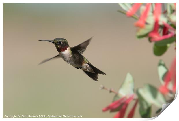 Ruby throated hummingbird Print by Beth Rodney