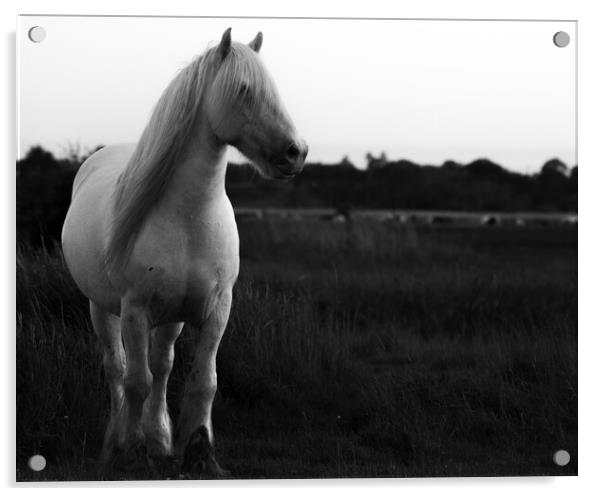 horse Acrylic by Dorringtons Adventures