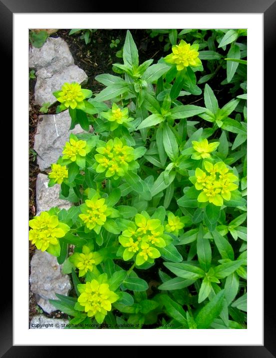 Yellow Flowers Framed Mounted Print by Stephanie Moore
