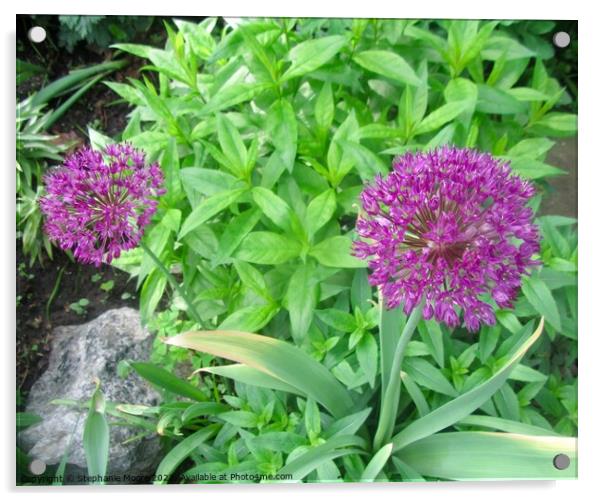 Purple Flowers Acrylic by Stephanie Moore