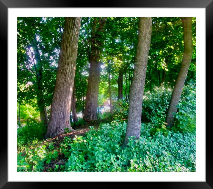 Trees in the park Framed Mounted Print by Stephanie Moore