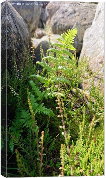 Fern in the forest near Loch Tay Canvas Print by Sandy Young