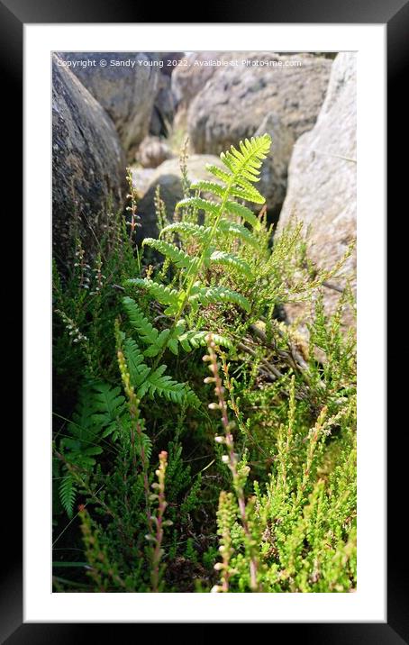 Fern in the forest near Loch Tay Framed Mounted Print by Sandy Young