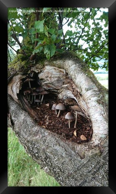 Enchanting Mushroom Haven in Scottish Woodlands Framed Print by Sandy Young
