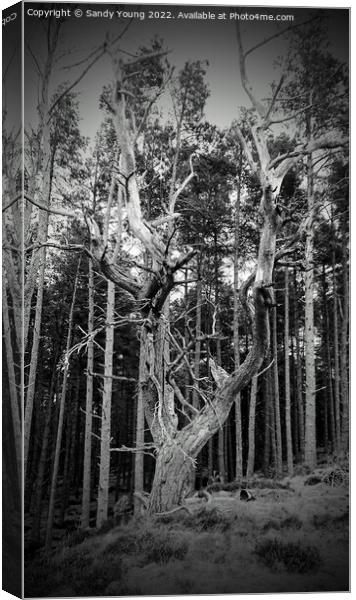 Solitary Guardian of the Forest Canvas Print by Sandy Young