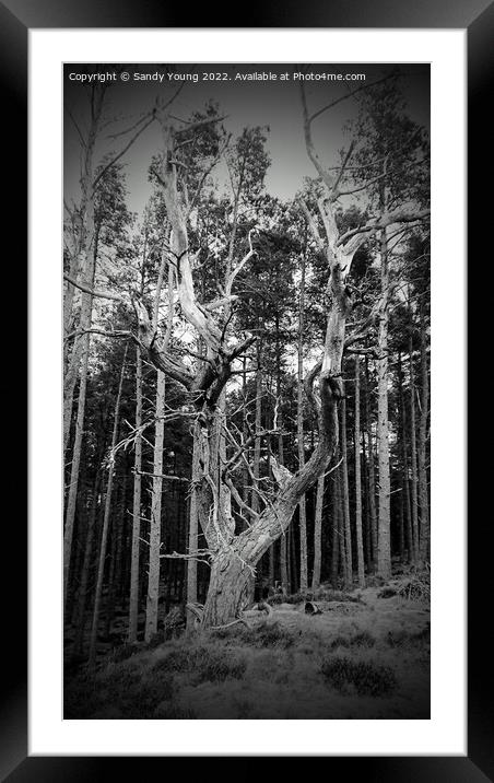Solitary Guardian of the Forest Framed Mounted Print by Sandy Young