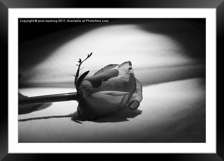 Single white rose Framed Mounted Print by Sean Wareing