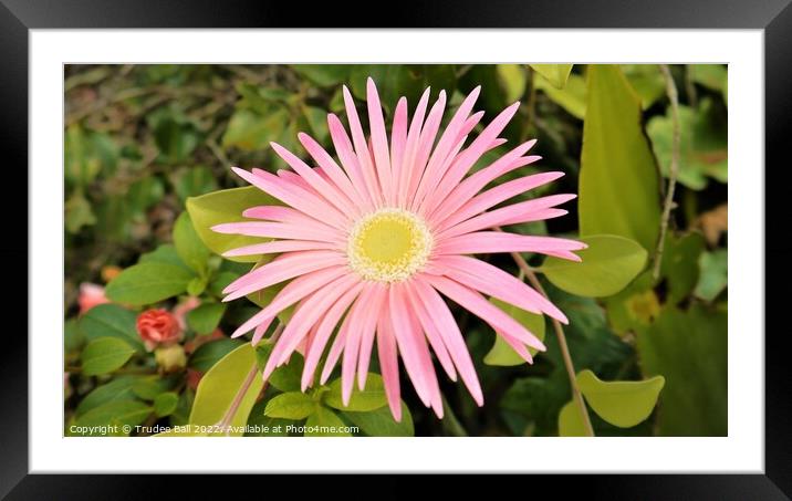 Pink flower in my garden Framed Mounted Print by Trudee Ball