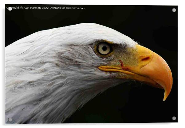 Bald Eagle Acrylic by Alan Harman