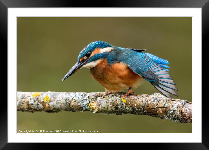 Common Kingfisher Framed Mounted Print by Brett Pearson