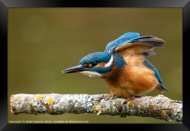 Common Kingfisher Framed Print by Brett Pearson