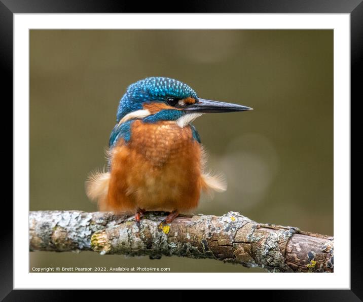 Common Kingfisher Framed Mounted Print by Brett Pearson