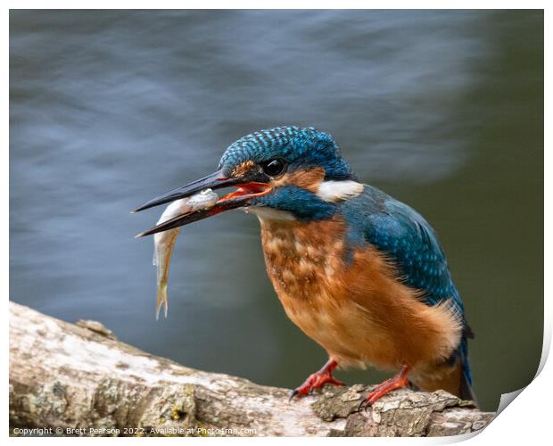 Common Kingfisher Print by Brett Pearson