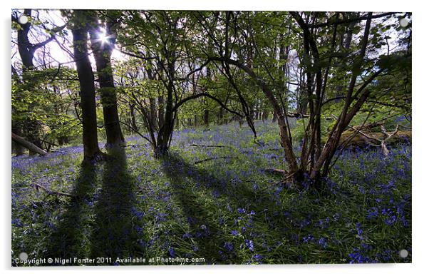 Llanbedr Bluebells Acrylic by Creative Photography Wales