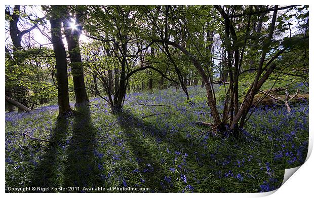 Llanbedr Bluebells Print by Creative Photography Wales