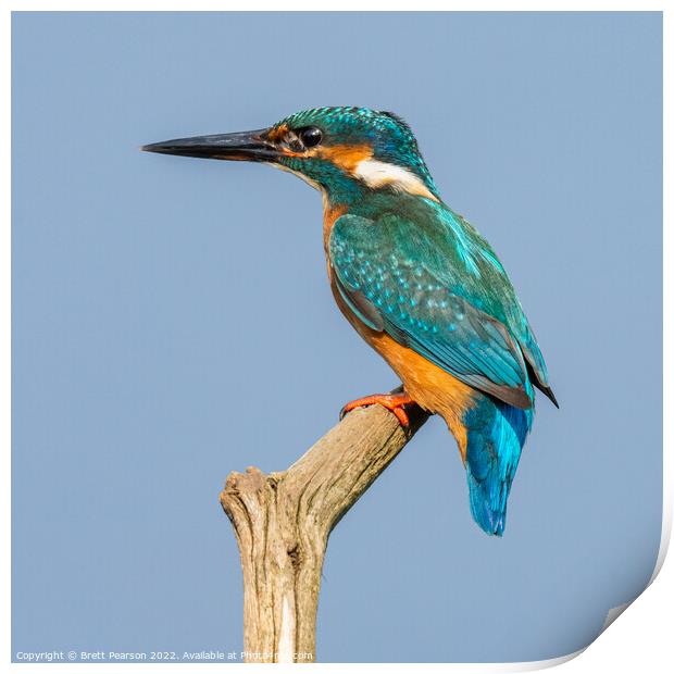 Common Kingfisher Print by Brett Pearson