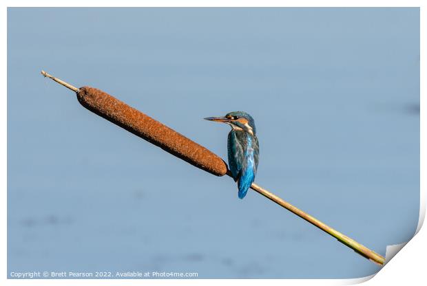 Common Kingfisher Print by Brett Pearson