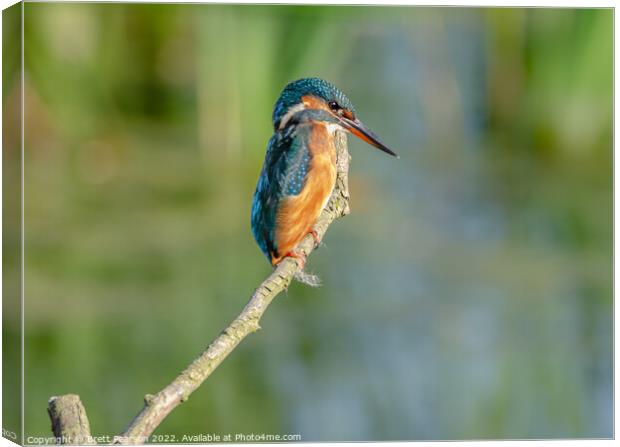 Common Kingfisher Canvas Print by Brett Pearson