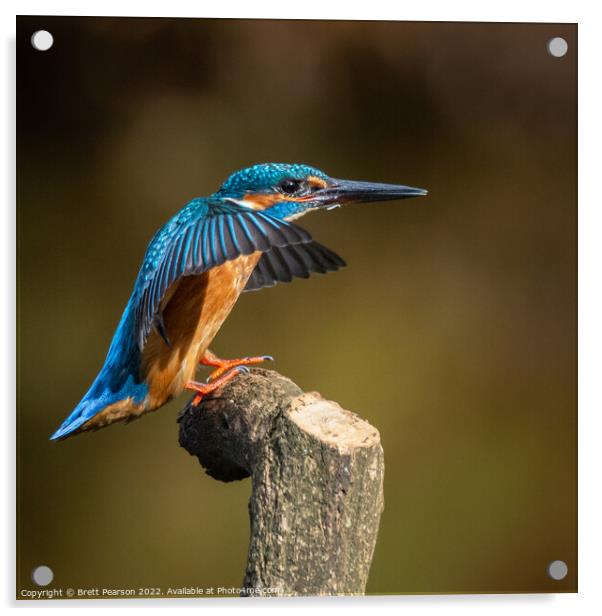 Common Kingfisher Acrylic by Brett Pearson