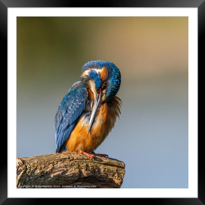 Common Kingfisher Framed Mounted Print by Brett Pearson