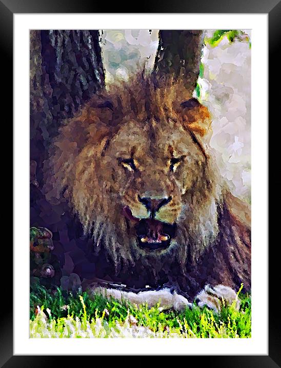 Lion painting Framed Mounted Print by Doug McRae