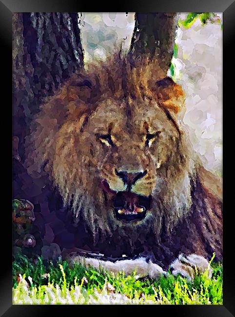 Lion painting Framed Print by Doug McRae