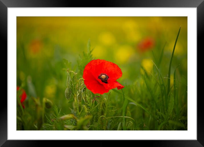Red Poppy Framed Mounted Print by kathy white