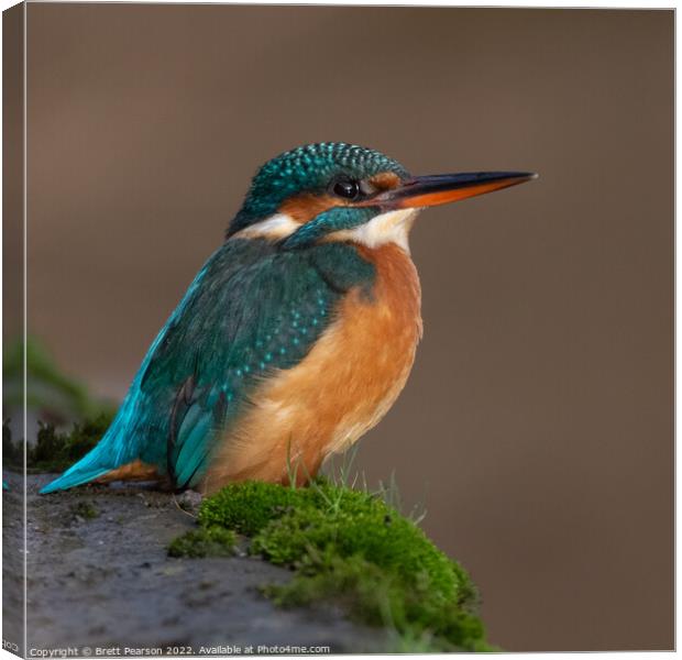 Common Kingfisher Canvas Print by Brett Pearson