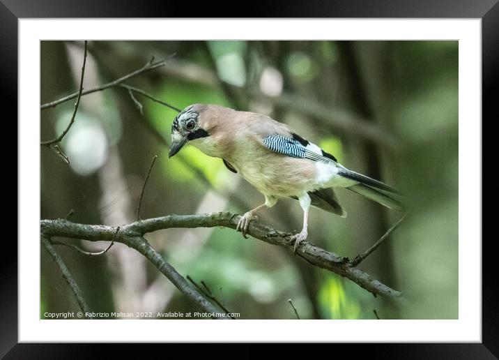 A beautiful Jay bird perched on a tree branch Framed Mounted Print by Fabrizio Malisan