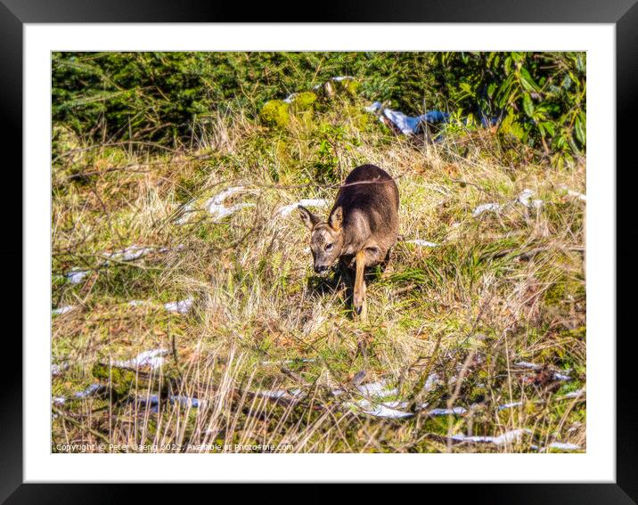 Roe deer in winter sun - Lochwinnoch Scotland.  Framed Mounted Print by Peter Gaeng
