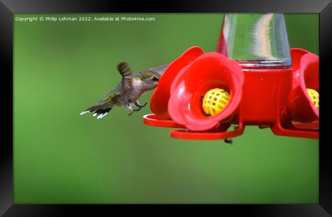 Hummingbird Landing 1A Framed Print by Philip Lehman