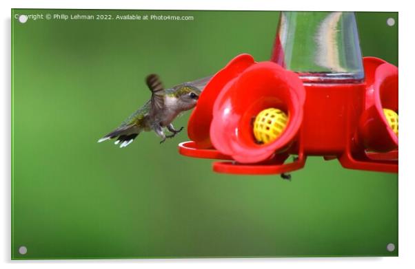 Hummingbird Landing 1A Acrylic by Philip Lehman