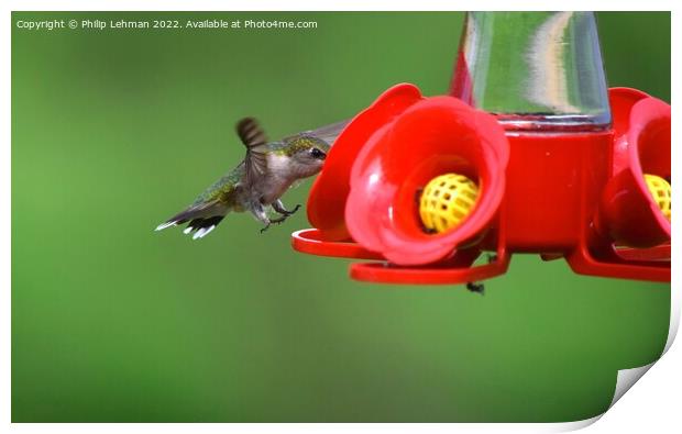Hummingbird Landing 1A Print by Philip Lehman