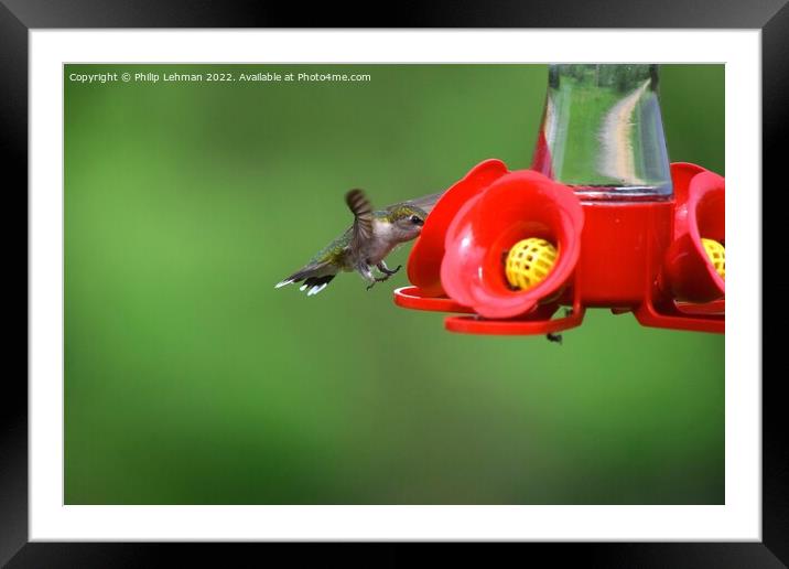 Hummingbird Landing 1 Framed Mounted Print by Philip Lehman