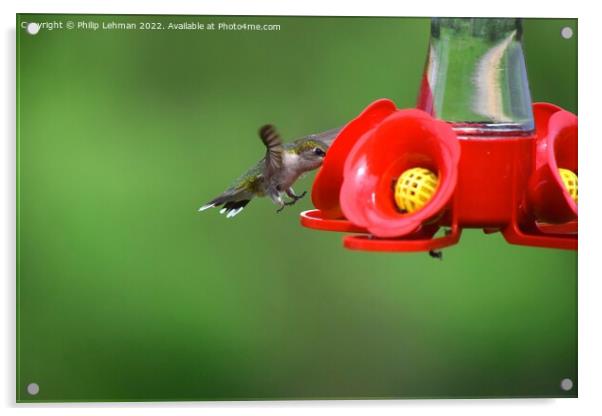 Hummingbird Landing 1 Acrylic by Philip Lehman