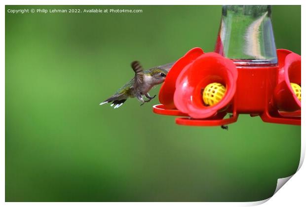 Hummingbird Landing 1 Print by Philip Lehman