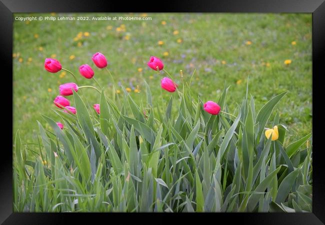 Pink Tulips 1A Framed Print by Philip Lehman