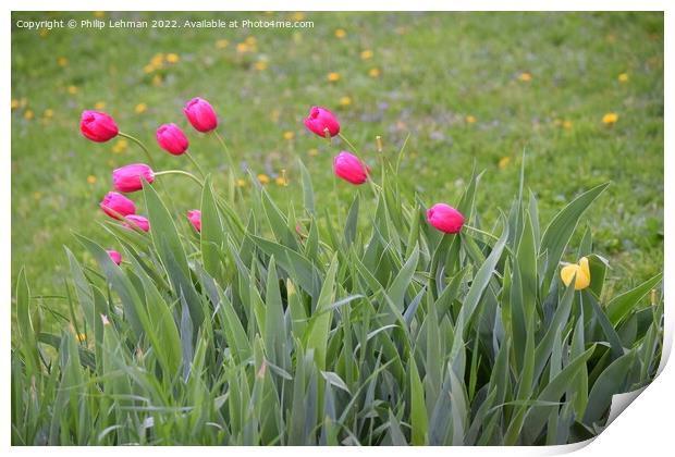 Pink Tulips 1A Print by Philip Lehman