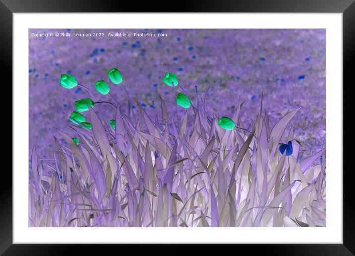 Tulips Artistic Coloration 2 Framed Mounted Print by Philip Lehman