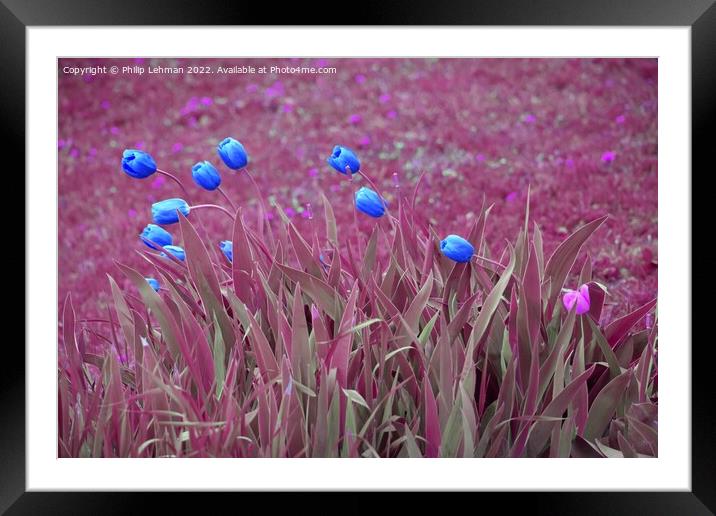 Tulips Artistic Coloration 4 Framed Mounted Print by Philip Lehman