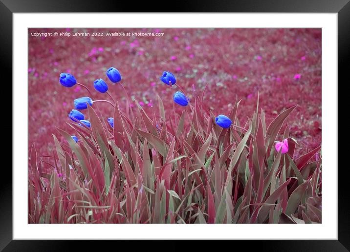 Tulips Artistic Coloration 3 Framed Mounted Print by Philip Lehman